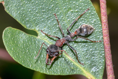 Myrmecia pulchra