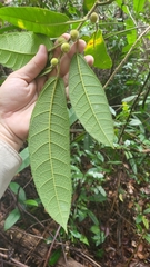 Ficus aurata