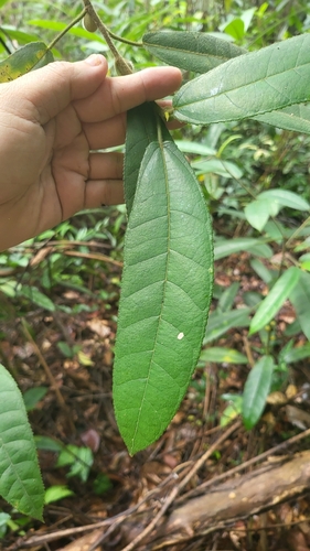Image of Ficus aurata by (c) Cheongweei Gan, some rights reserved (CC BY)