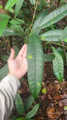 Ficus aurata