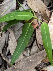 Leichhardtia coronata