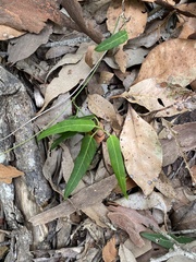 Leichhardtia coronata