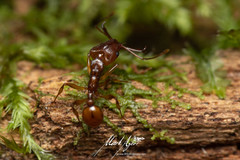 Orectognathus antennatus