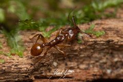 Orectognathus antennatus