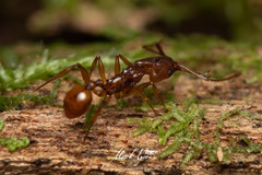 Orectognathus antennatus