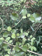 Coprosma arborea