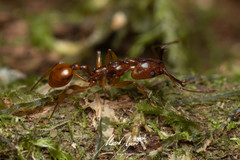 Orectognathus antennatus