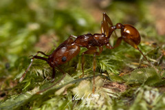 Orectognathus antennatus