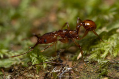 Orectognathus antennatus