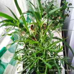 Kalanchoe laciniata
