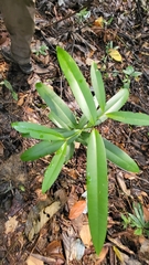 Calophyllum soulattri