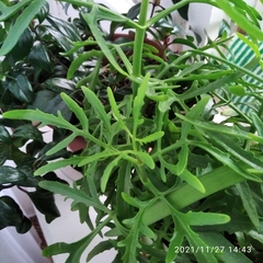 Kalanchoe laciniata