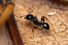 Pheidole variabilis praedo