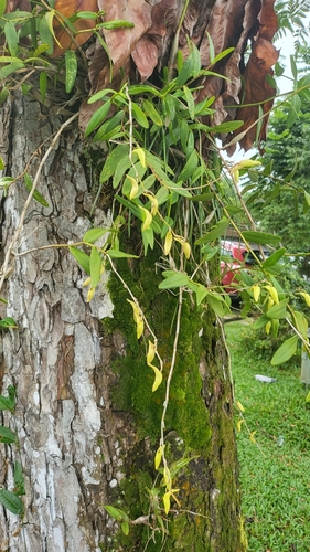 Pigeon orchid (Dendrobium crumenatum)