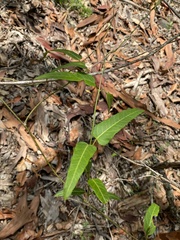 Leichhardtia coronata