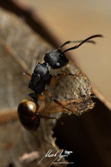 Polyrhachis maculata