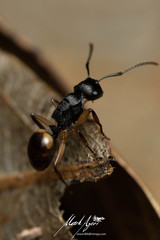 Polyrhachis maculata