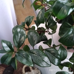 Codonanthe devosiana