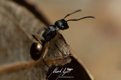 Polyrhachis maculata