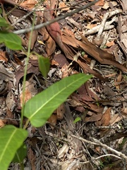Leichhardtia coronata