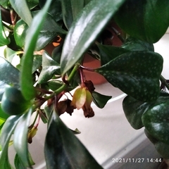 Codonanthe devosiana