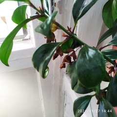 Codonanthe devosiana