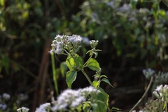 Chromolaena odorata image