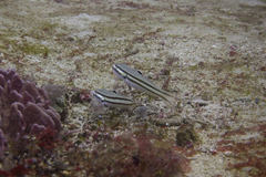 Valenciennea helsdingenii