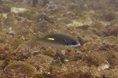 Scolopsis xenochrous