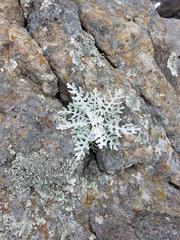 Constancea nevinii