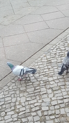 Columba livia domestica