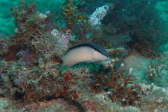 Pseudochromis perspicillatus