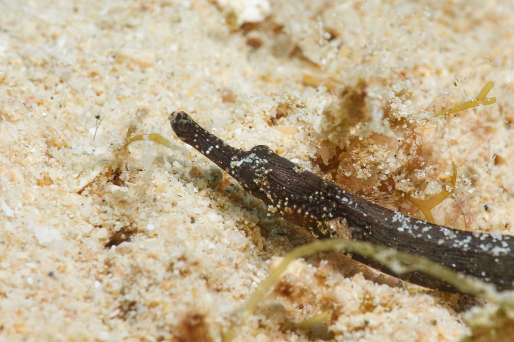 Kampen's Pipefish