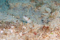 Amblyeleotris arcupinna