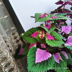 Coleus scutellarioides