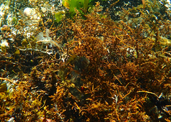 Parablennius tasmanianus