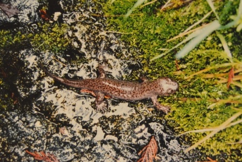 Idaho Giant Salamander