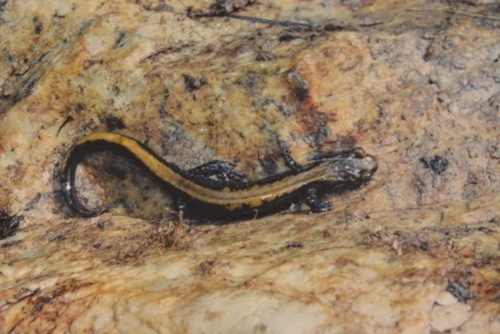 Coeur d'Alene Salamander