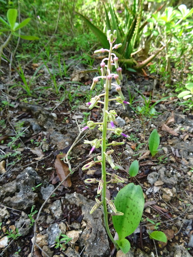 Ledebouria kirkii image