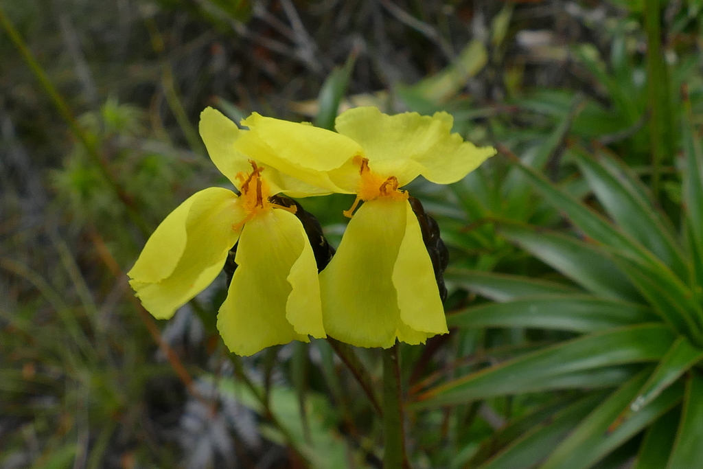 Xyris neocaledonica