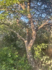 Albizia forbesii