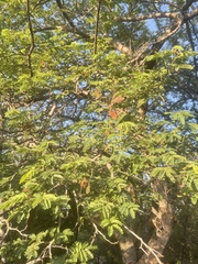 Albizia forbesii