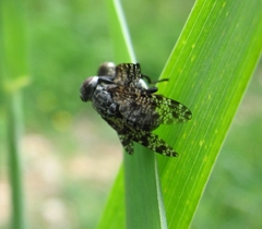 Platystoma seminationis