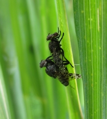 Platystoma seminationis