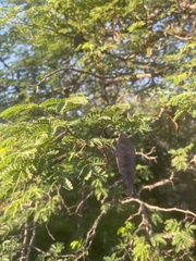 Albizia forbesii