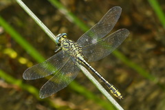 Gomphus simillimus