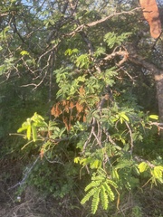 Albizia forbesii