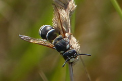 Pterocheilus phaleratus