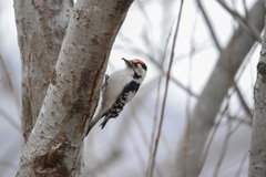 Dryobates minor kamtschatkensis