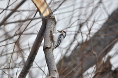 Dryobates minor kamtschatkensis